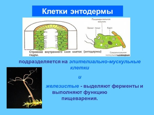 Клеточное строение гидры