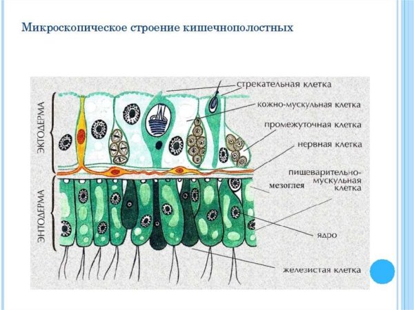 Пищеварительно мускульные клетки кишечнополостных