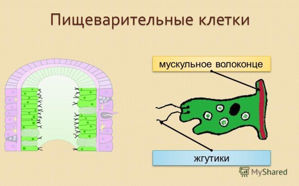Строение чувствительной клетки гидры
