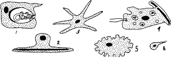 Строение стенки тела гидры