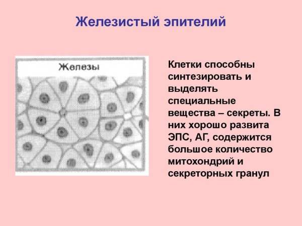 Клетки кишечнополостных без подписей