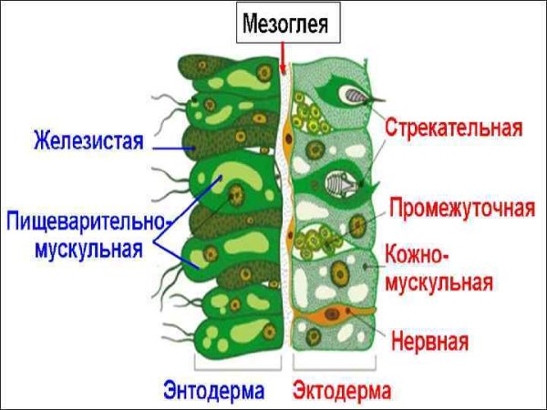 Внутреннее строение гидры клетки