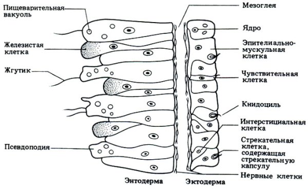 Гидра стебельчатая Тип питания