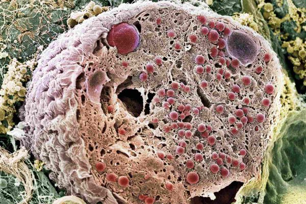 Строение эпителиально мускульной клетки гидры