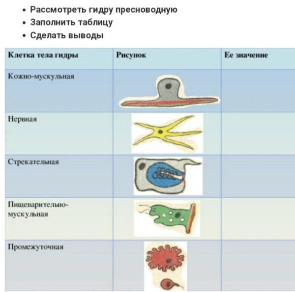 Щитовидная железа гистология препарат