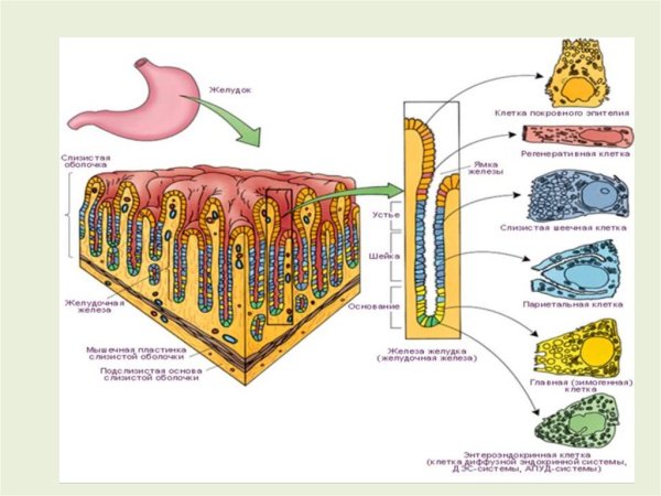 Железистый эпителий микропрепарат