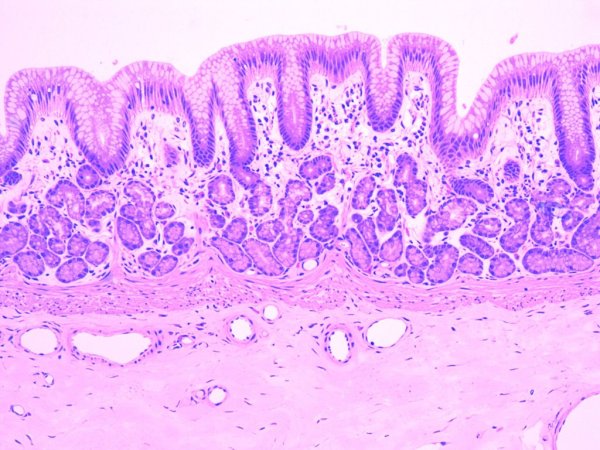 Эпителиальная ткань функции таблица