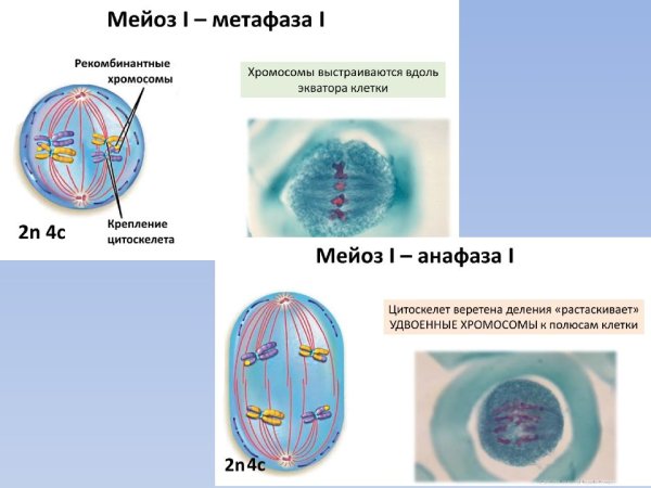 Фазы мейоза метафаза 1
