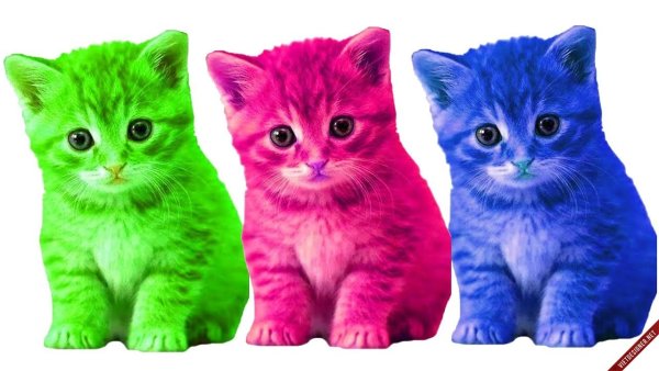 Разноцветная кошка