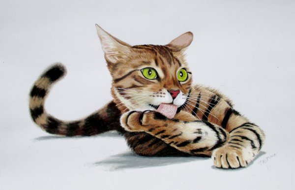 Рисуем кошку