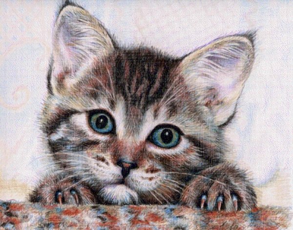 Котенок цветными карандашами