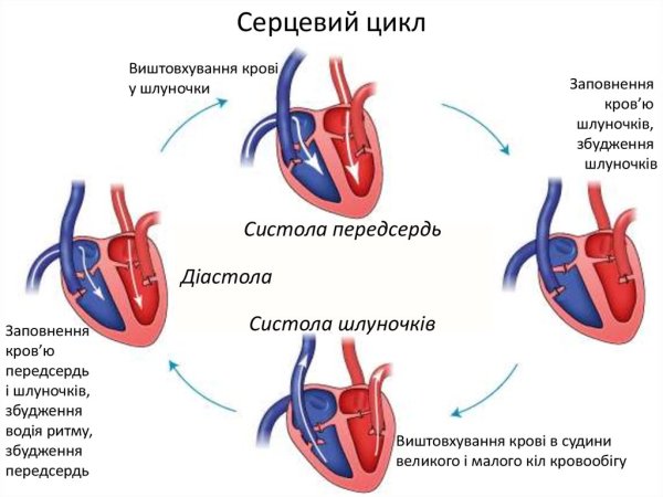 Сердечный цикл картинки (49 фото)