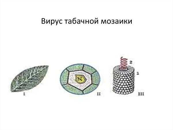 ВТМ вирус табачной мозаики