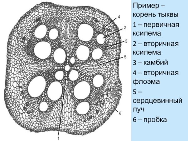 Поперечный срез корня тыквы строение