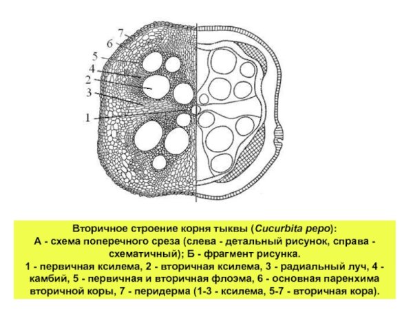 Вторичное строение корня тыквы на поперечном срезе