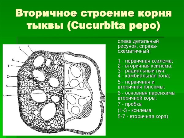 Срез стебля двудольного растения
