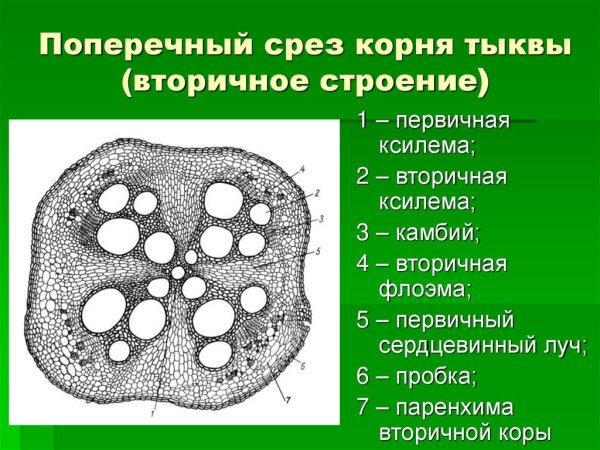 Корень тыквы