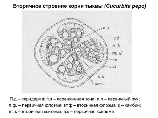 Корневая система тыквы строение