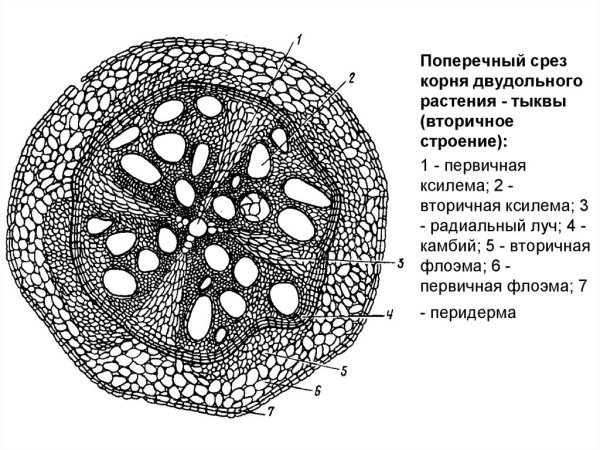 Корневая система проростка тыквы