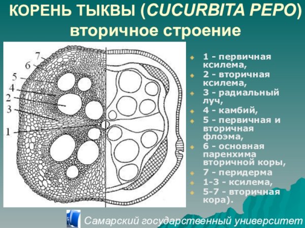 Вторичное строение корня тыквы на поперечном срезе
