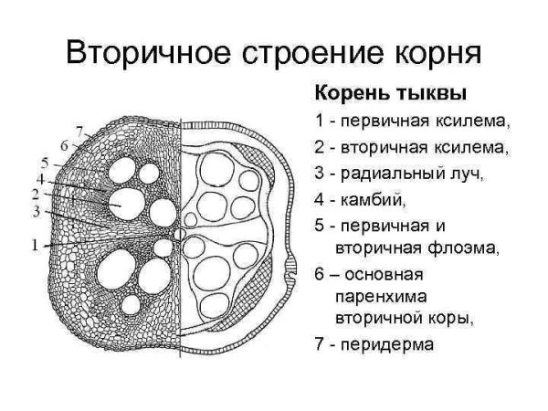 Вторичное строение корня тыквы на поперечном срезе