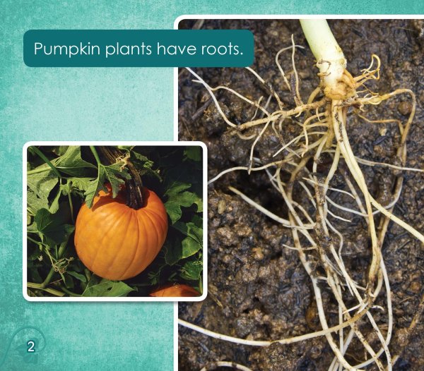 Поперечный срез корня тыквы обыкновенной