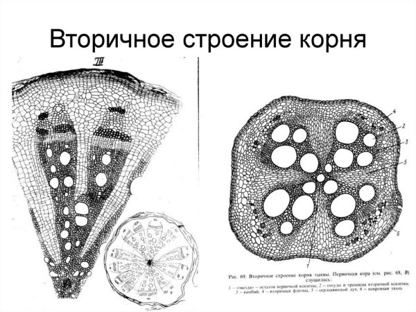 Первичное Анатомическое строение корня тыквы