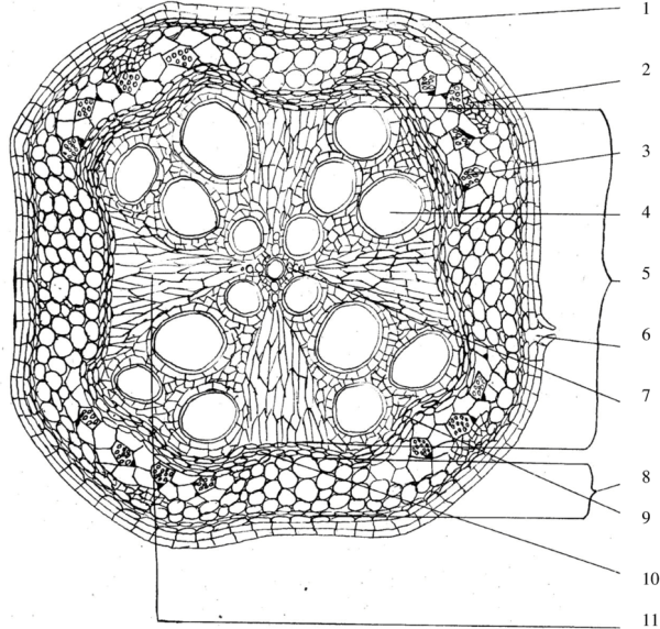 Ткань корня флоэма