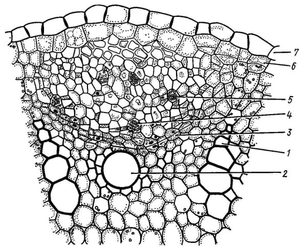 Строение тыквины