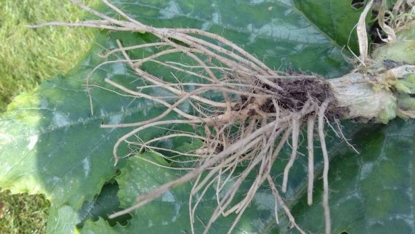 Корневая система томатов