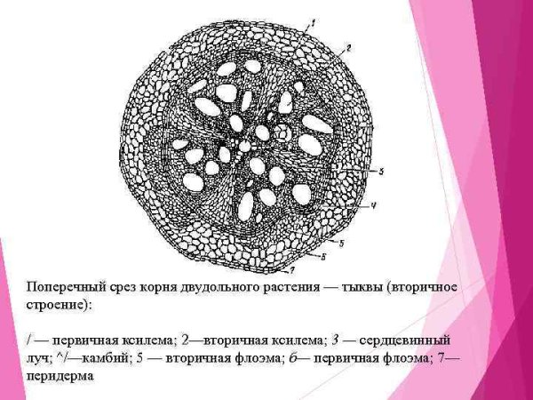 Плесневелая тыква