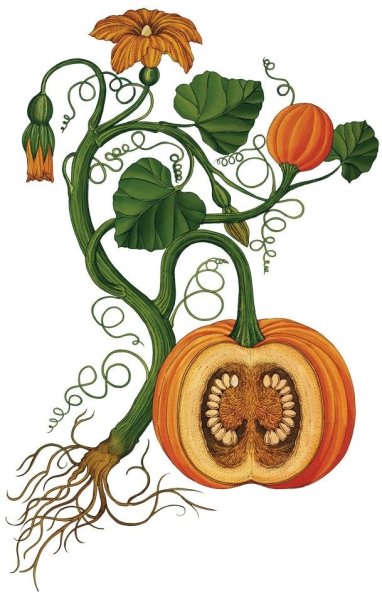 При прорастании семени первым развивается зародышевый корешок