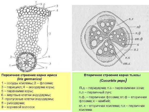 Поперечный срез кирказона