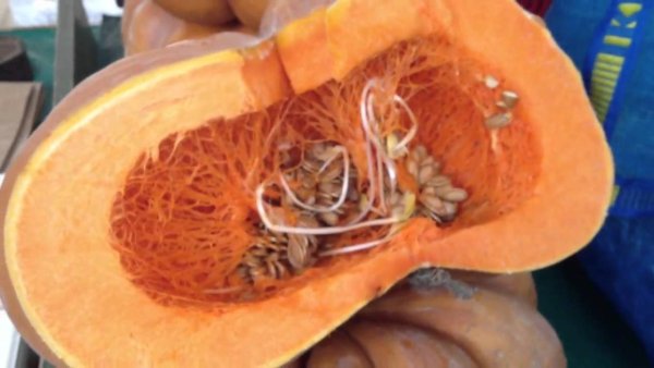 Строение корня проростка фасоли