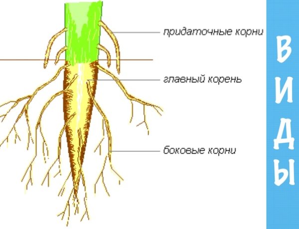 Вторичное строение корня