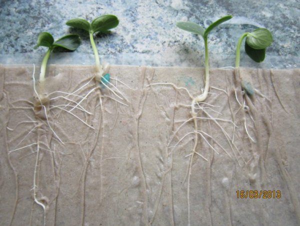 Придаточные корни у растений