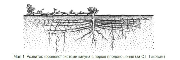 Картинки корня тыквы (45 фото)