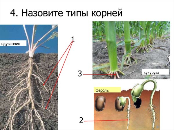 Строение семени арбуза