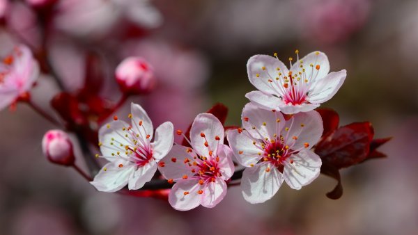 Цветы вишни картинки (50 фото)