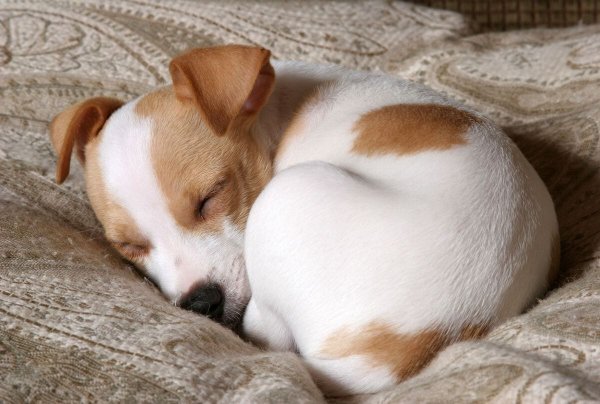 Картинки собака спит (47 фото)