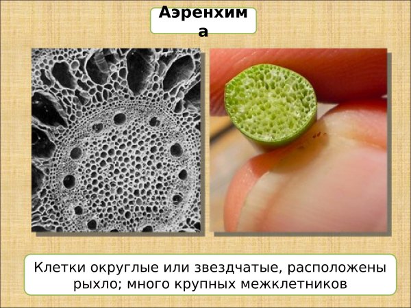 Воздухоносная паренхима аэренхима