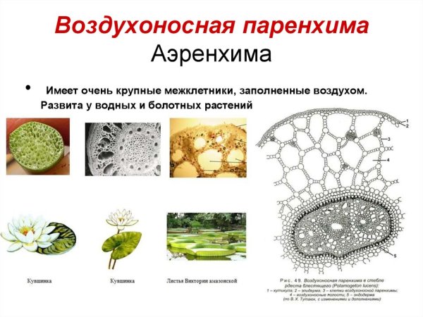 Основная воздухоносная ткань у растений
