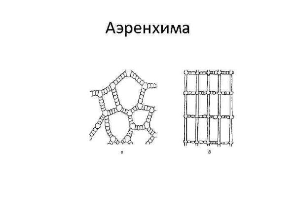 Аэренхима ткань растений
