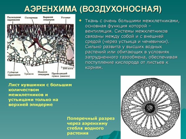 Аэренхима паренхима