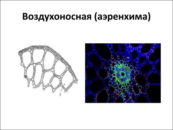 Воздухоносная ткань аэренхима