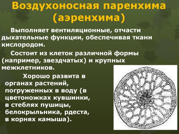 Воздухоносная ткань аэренхима