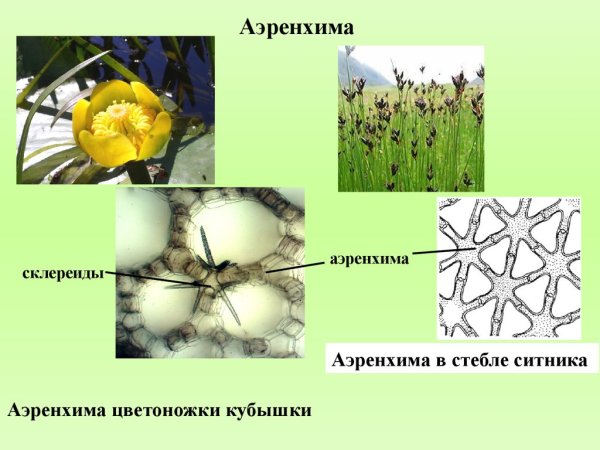 Аэренхима ткань растений