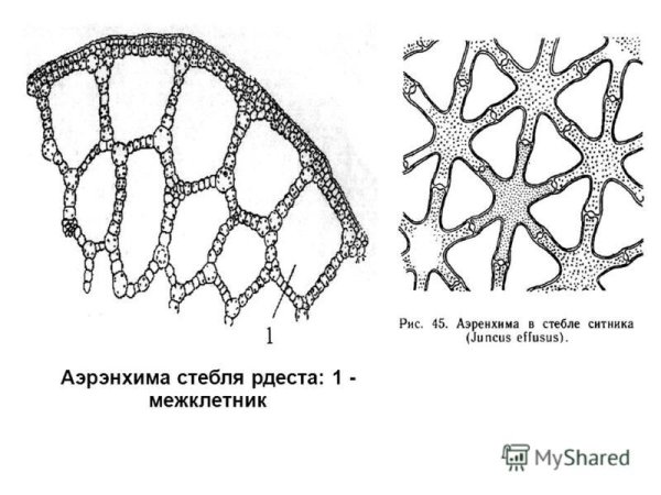 Воздухоносная ткань (аэренхима) функции