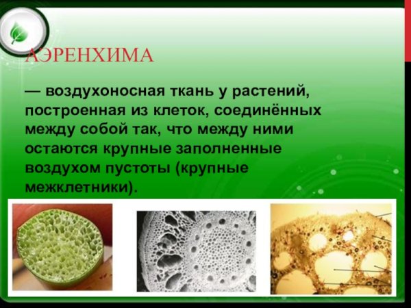 Аэренхима ткань растений
