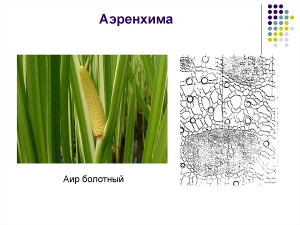 Аэренхима ткань растений
